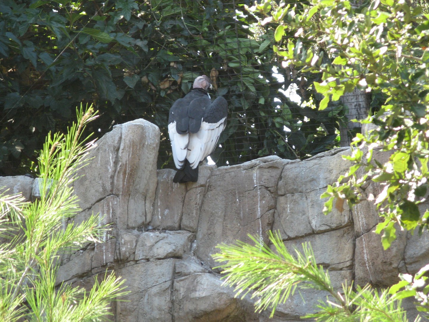 Andean Condor (2008)