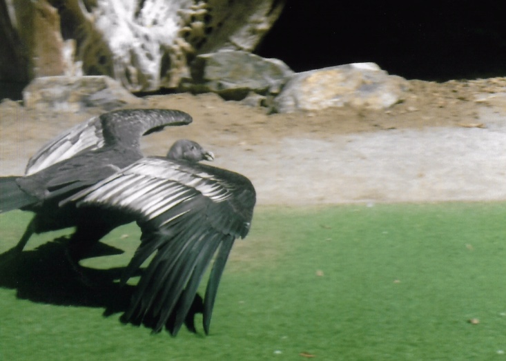 Andean condor 2016