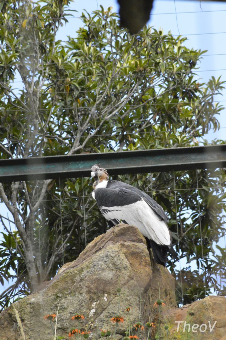 Andean condor [2019]