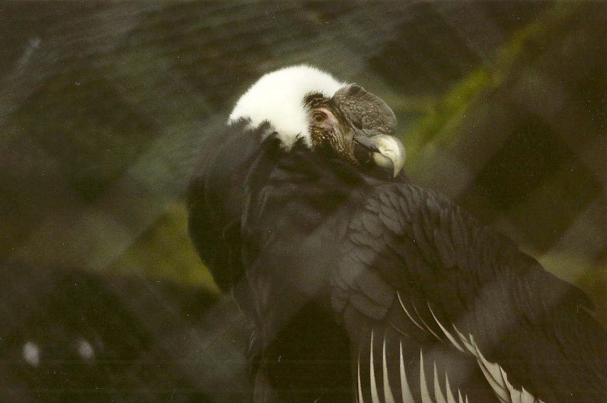Andean Condor 29th December 1998