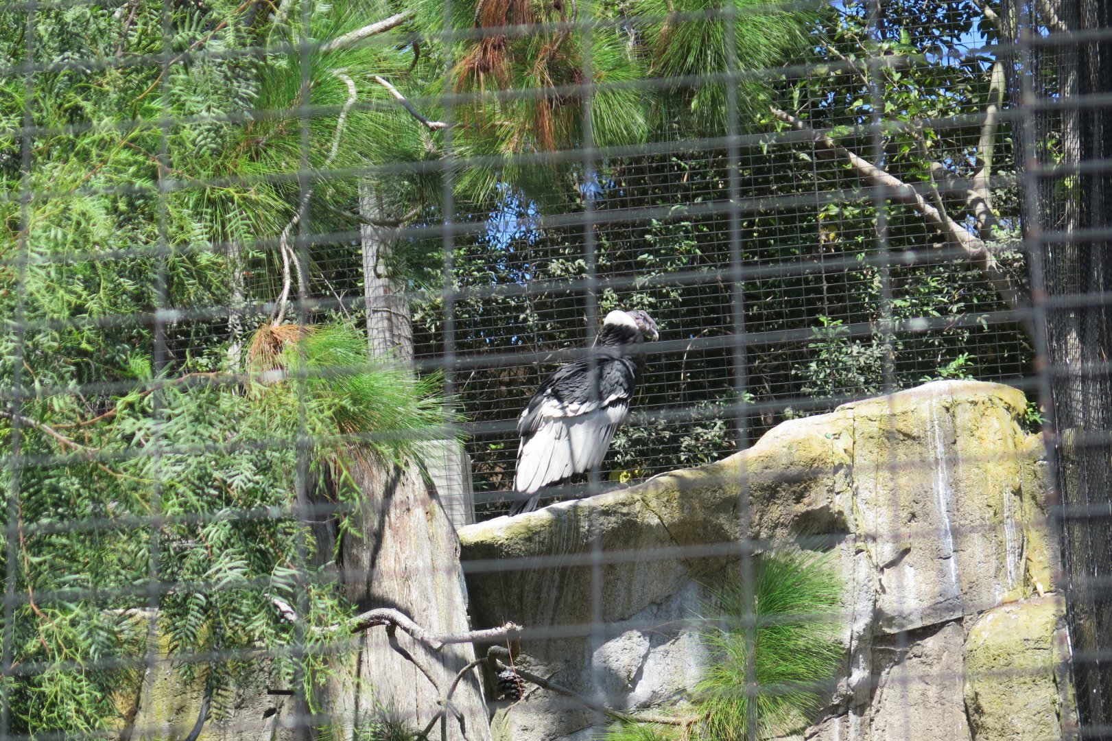Andean Condor(8/23/2024)