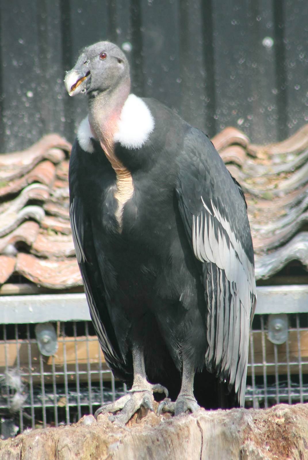 Andean condor adult female