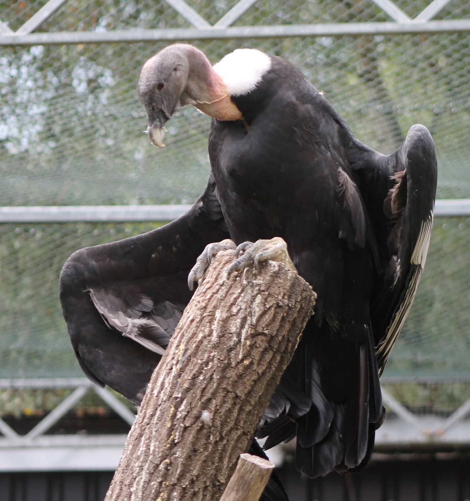 Andean condor adult female