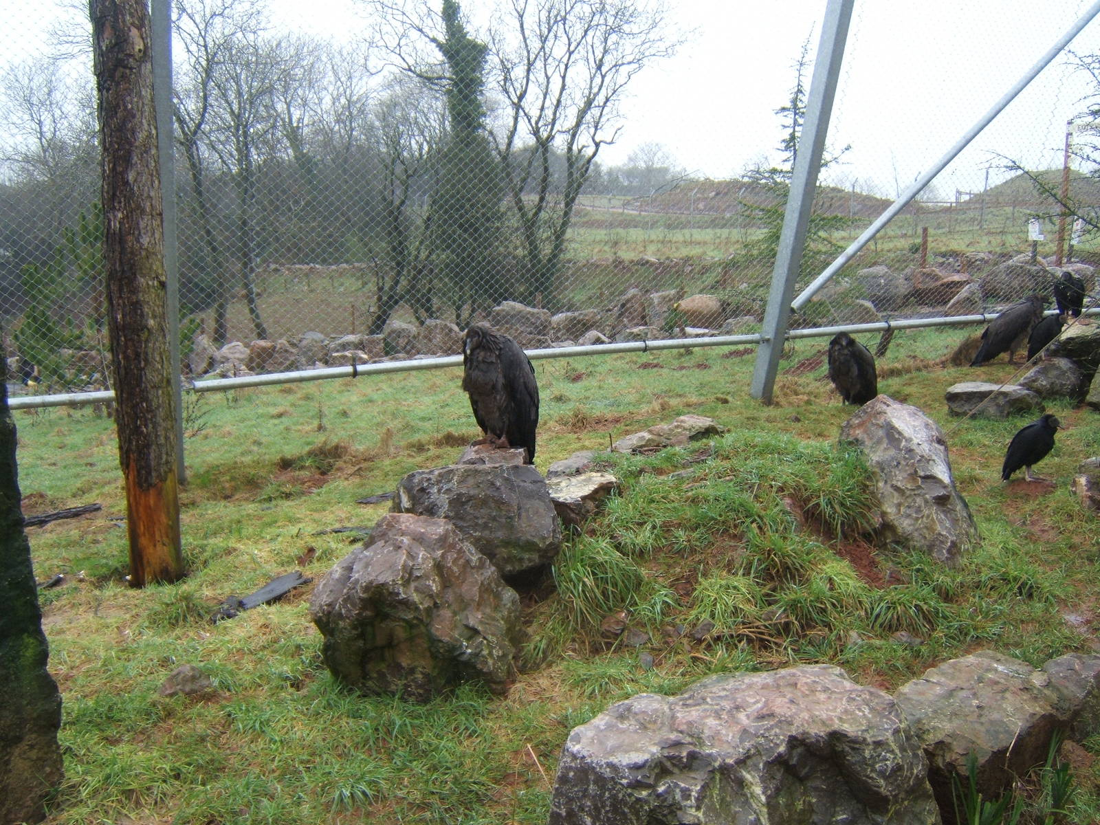 Andean Condor and American Black Vulture