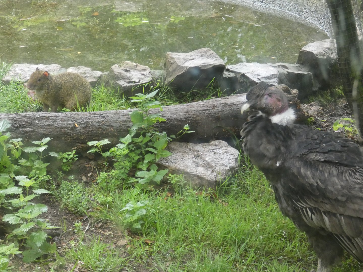 Andean Condor and Azara's Agouti