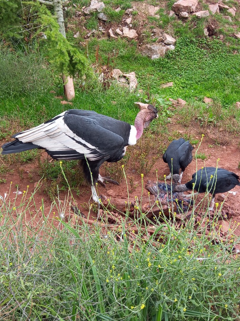 Andean Condor and Black Vultures