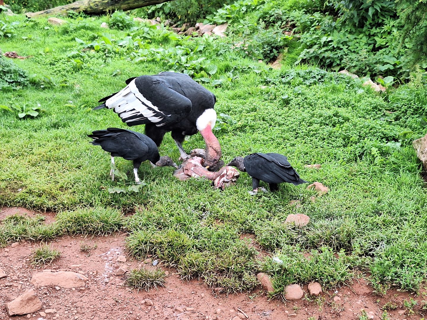 Andean Condor and Black Vultures
