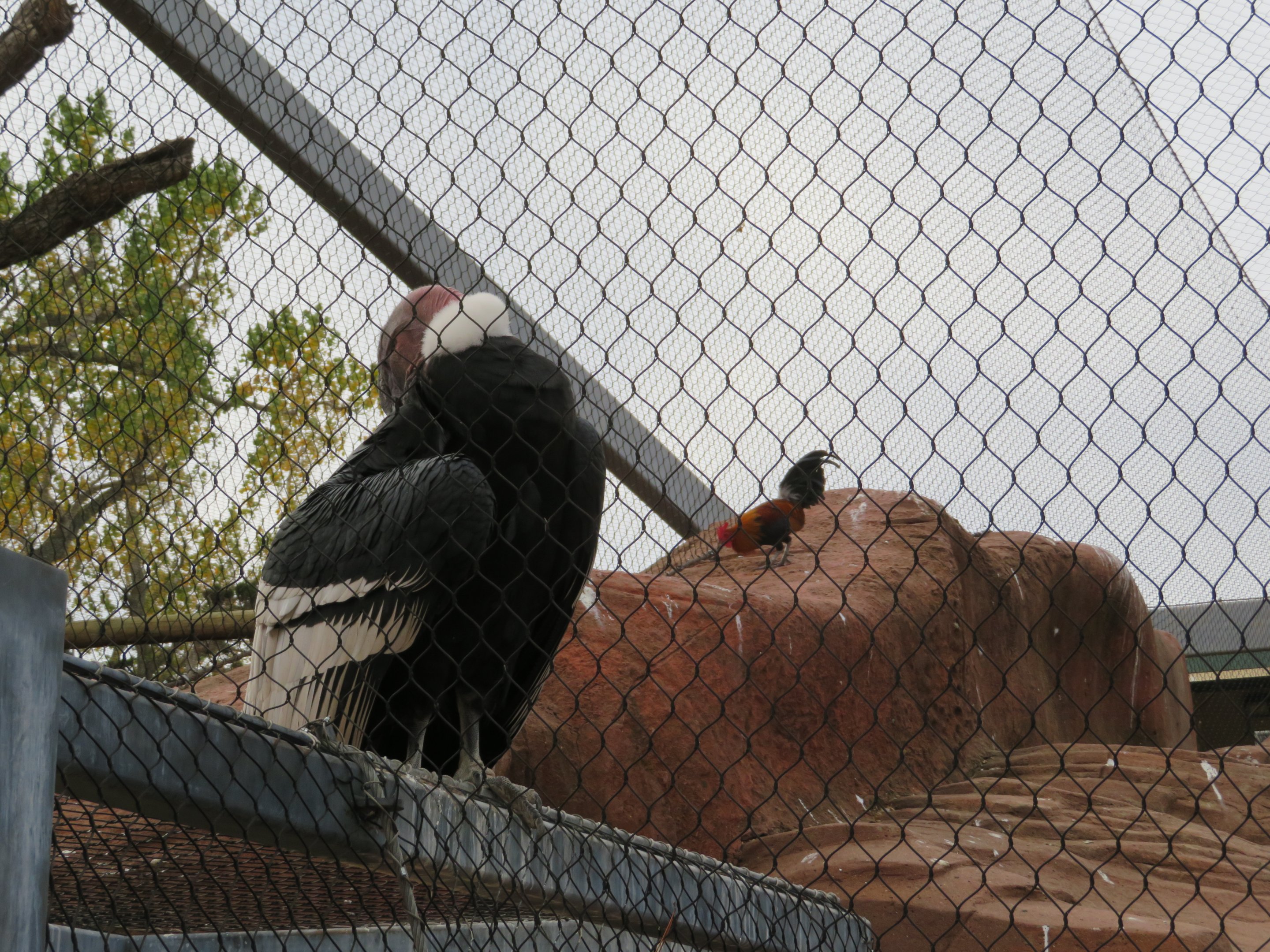 Andean Condor and... Chicken