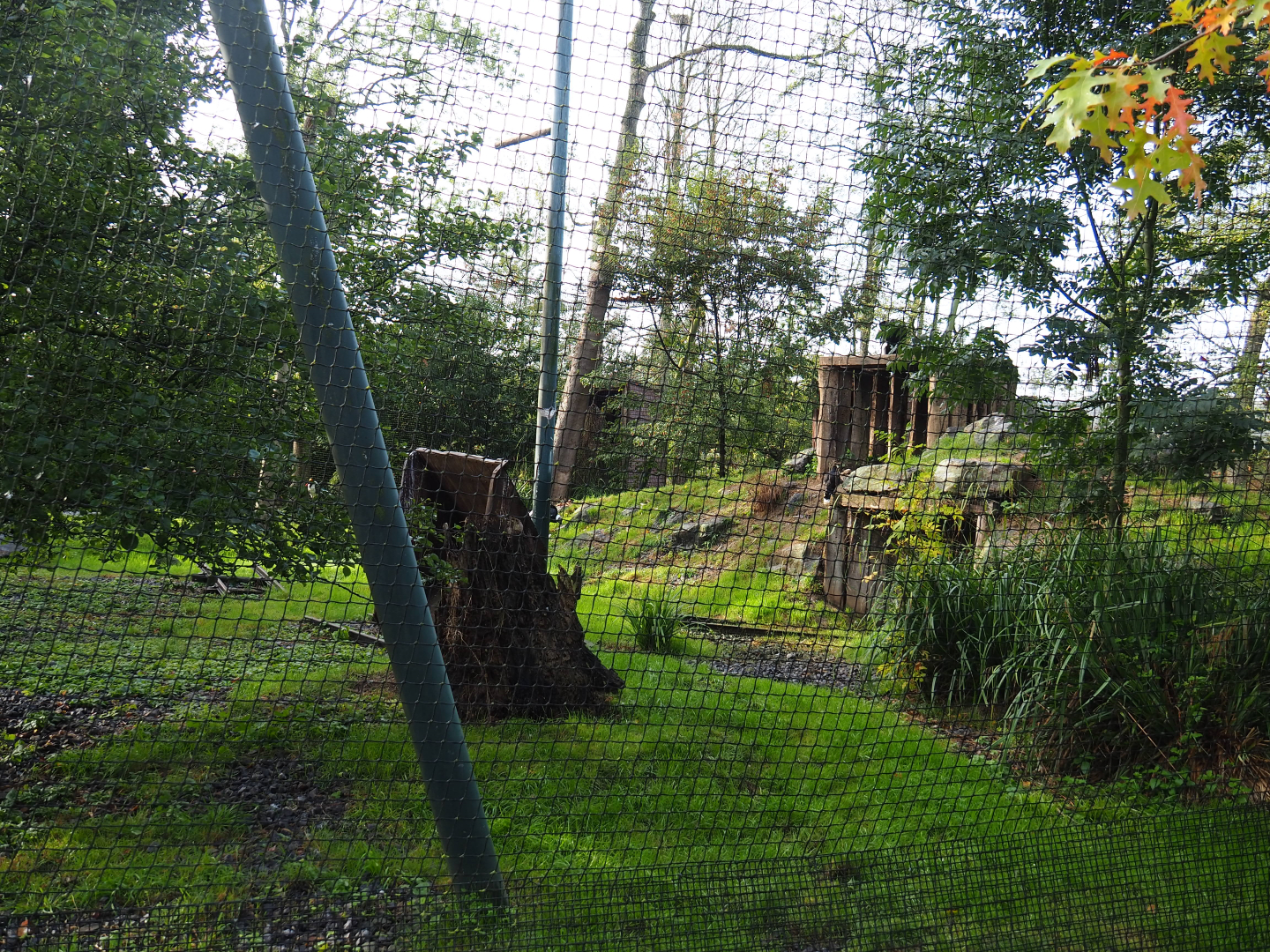 Andean condor and mountain caracara aviary, 2019-10-04
