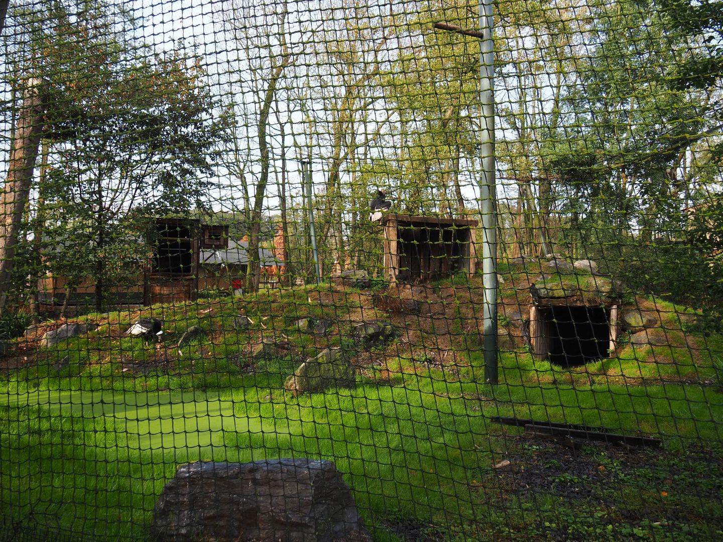 Andean condor and mountain caracara aviary, 2019-10-04
