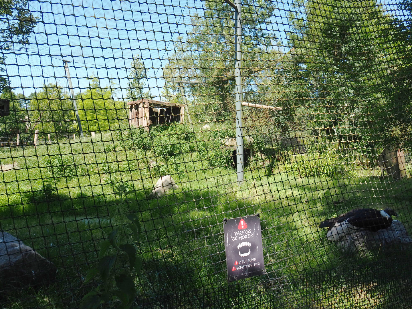 Andean condor and Mountain caracara aviary, 2022-06-28