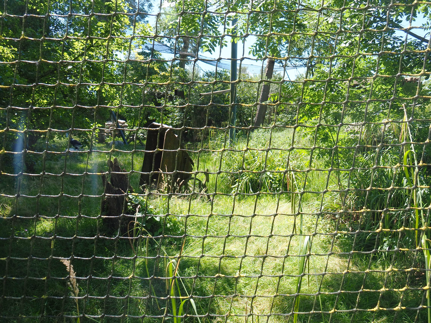 Andean condor and Mountain caracara aviary, 2022-06-28