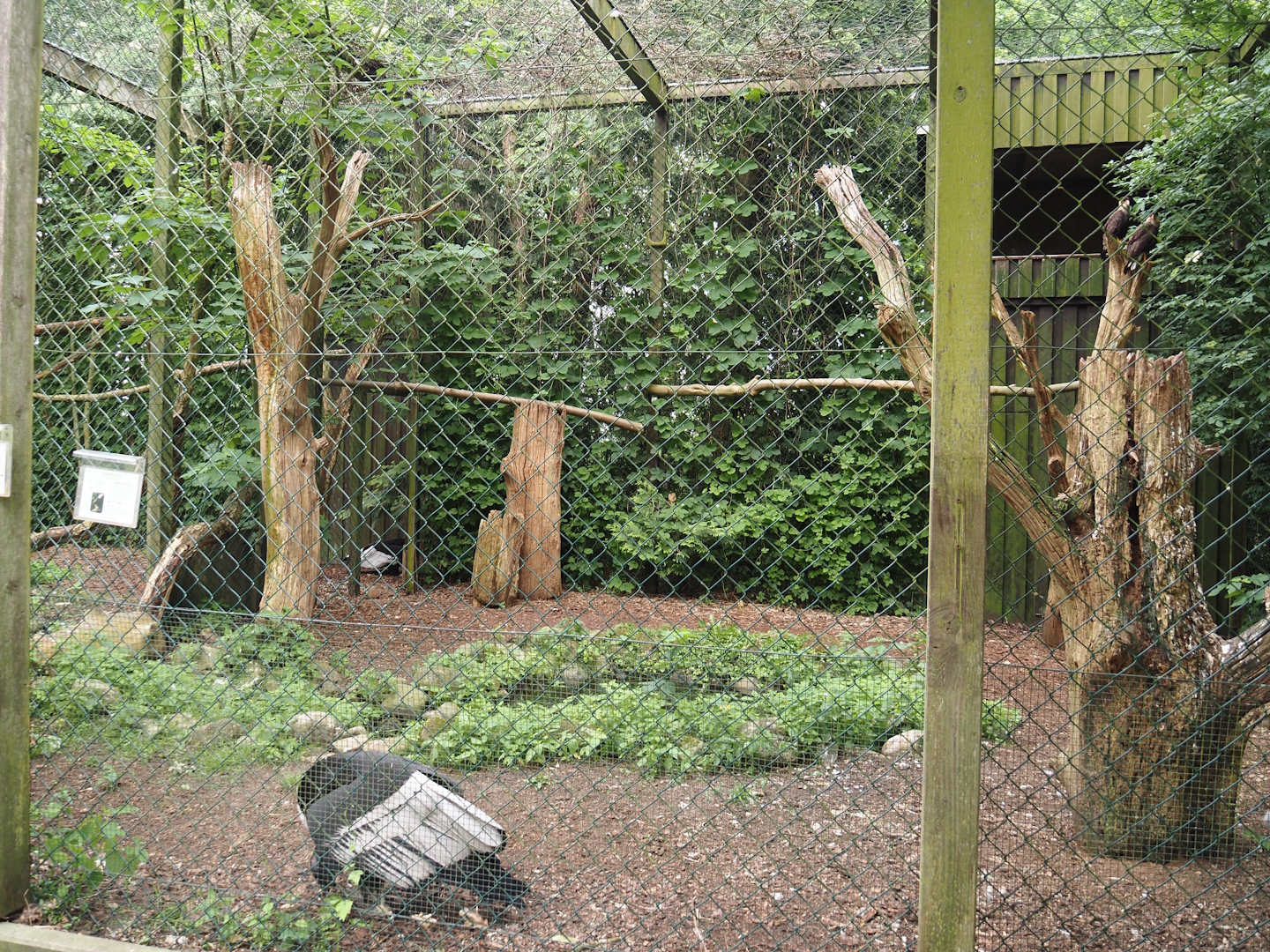 Andean condor and Southern crested caracara aviary, 2024-05-21