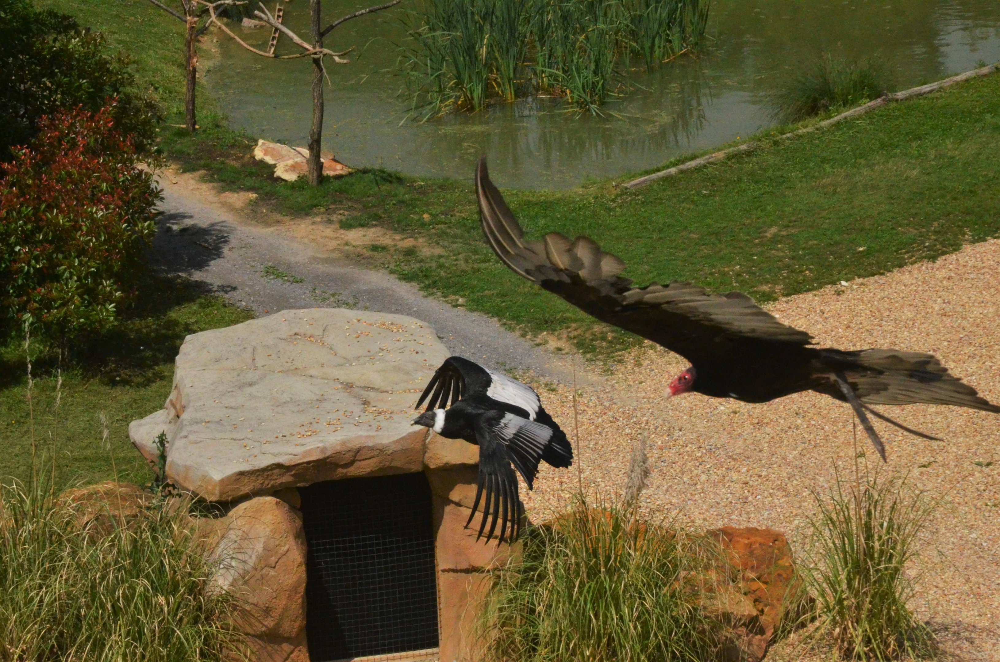 Andean Condor and Turkey Vulture - Les Maîtres des Airs at Beauval, 12/06/18