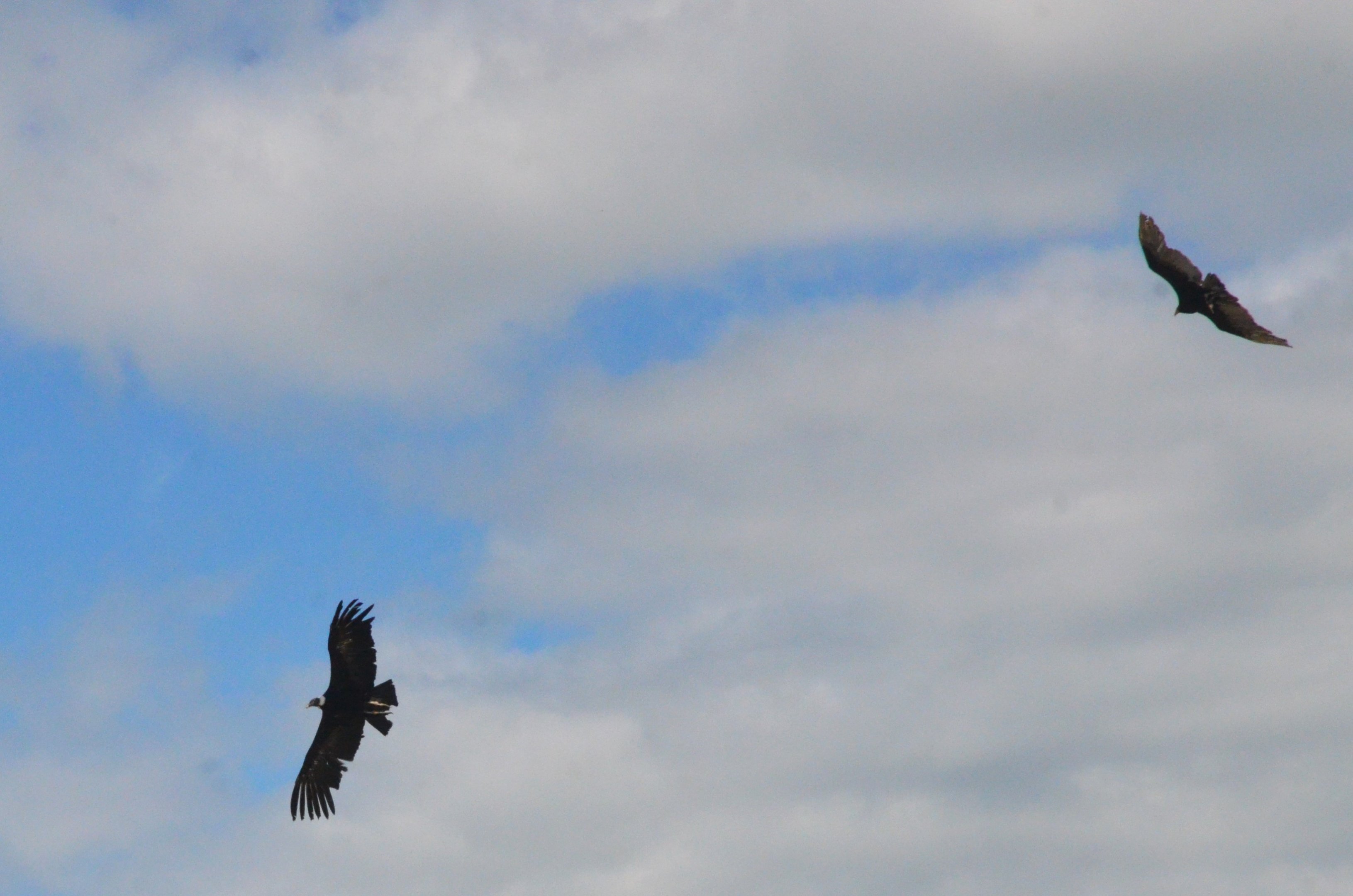 Andean Condor and Turkey Vulture - Les Maîtres des Airs at Beauval, 12/06/18