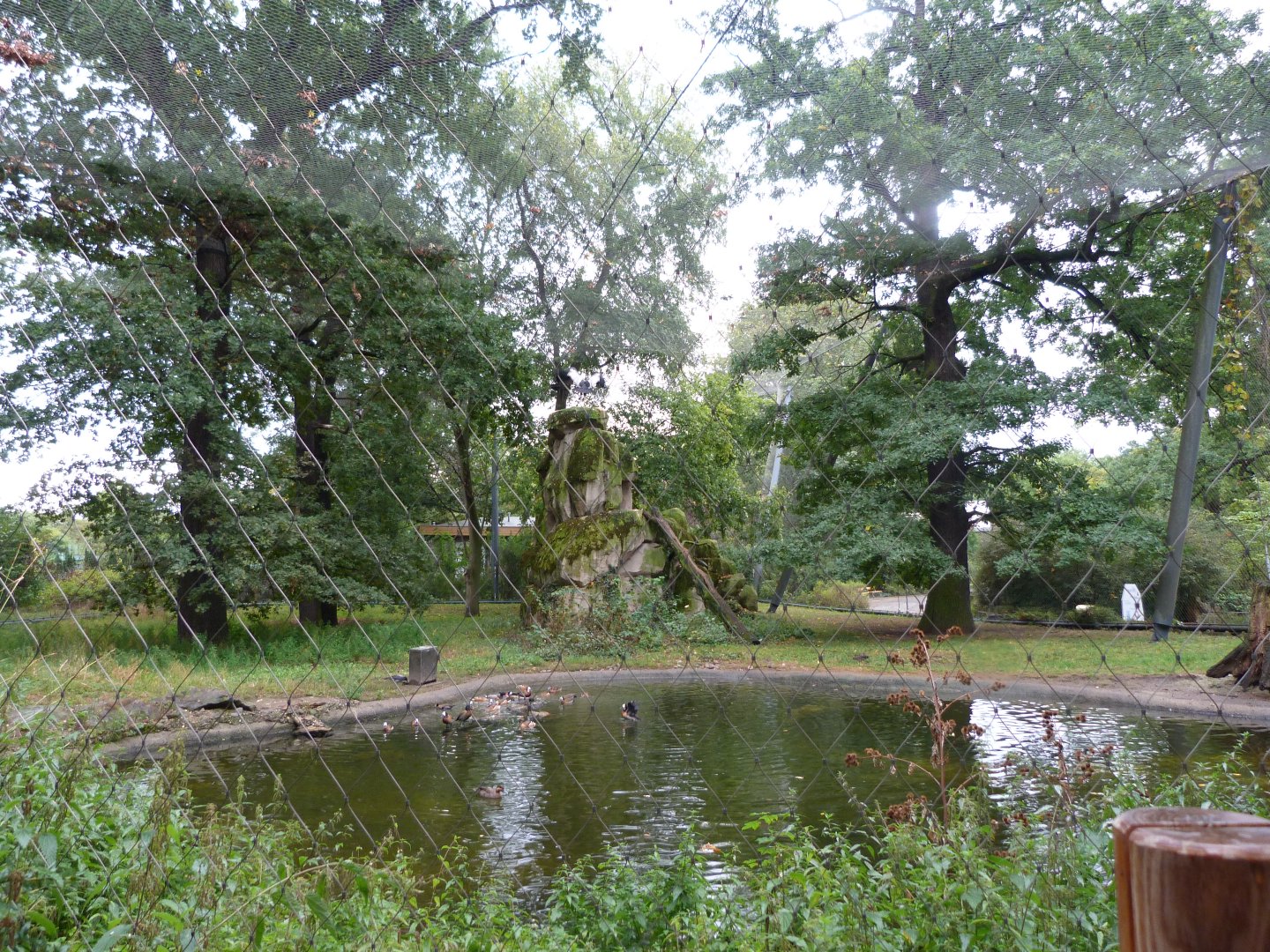 Andean condor and Waterfowl exhibit -Zoologischer Garten Berlin (2024)