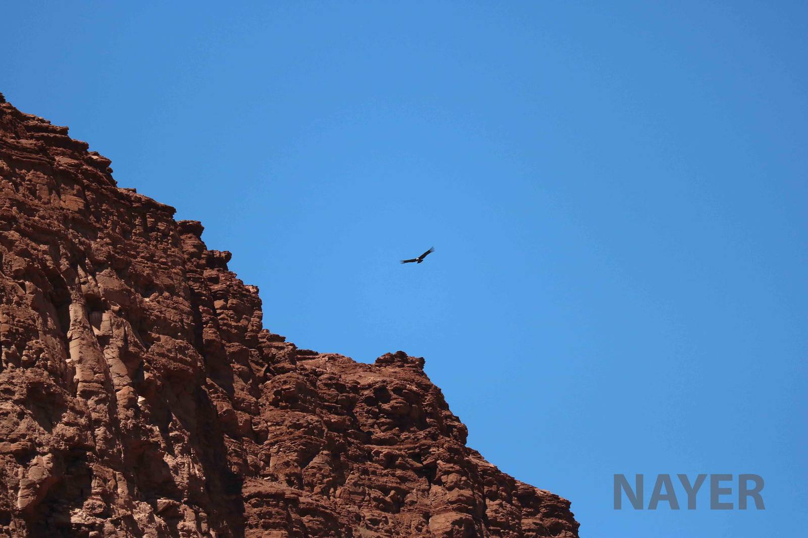 Andean condor, April 2016