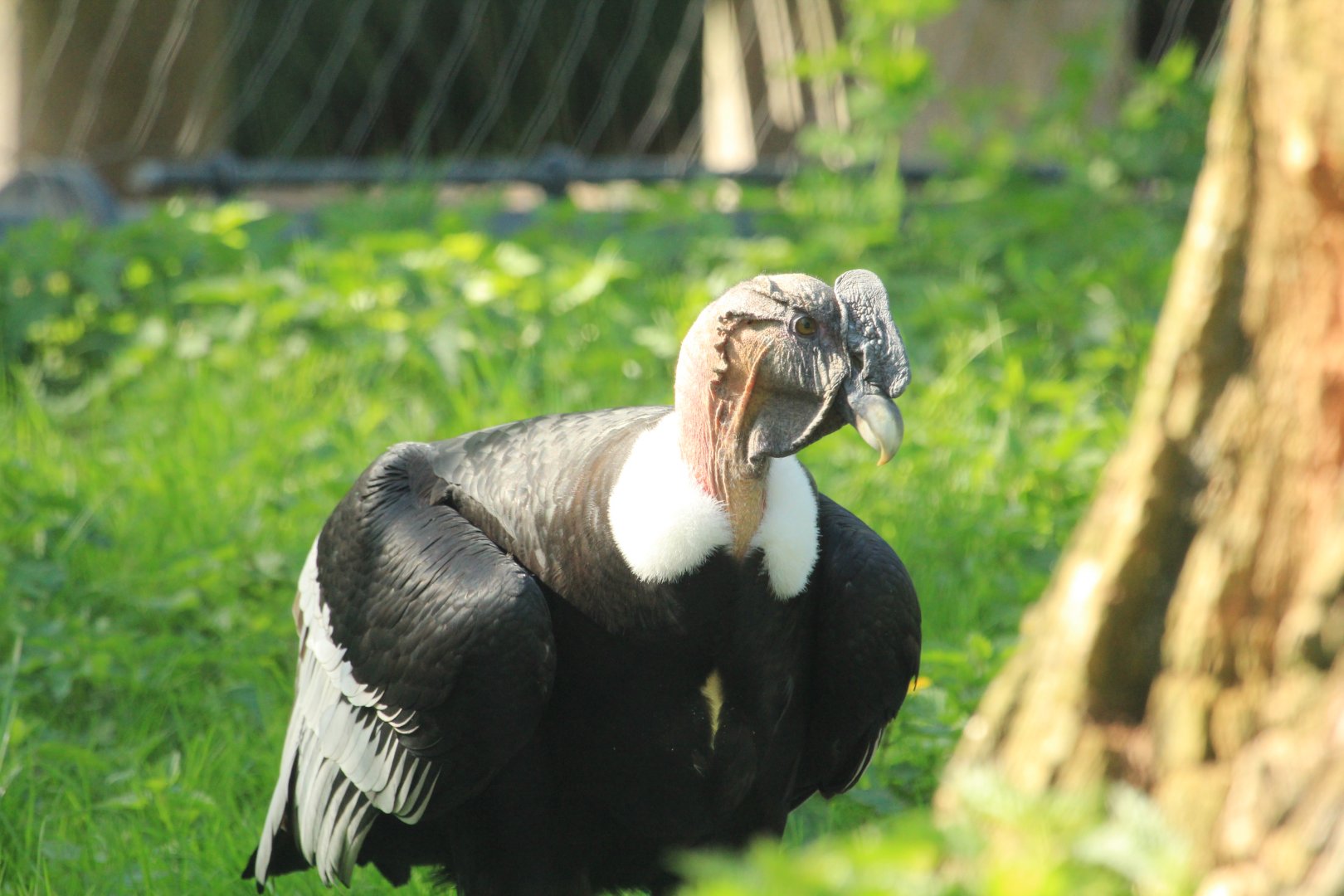 Andean condor (April 2018)