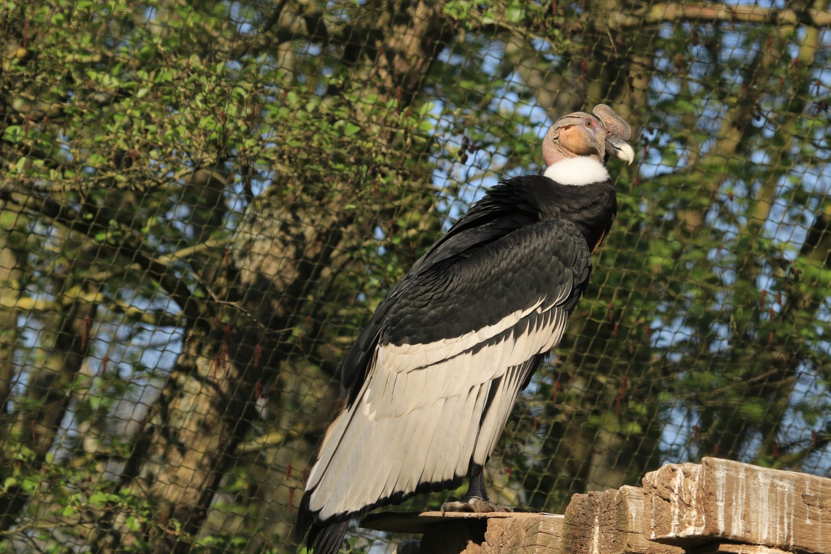 Andean Condor (April 2019)