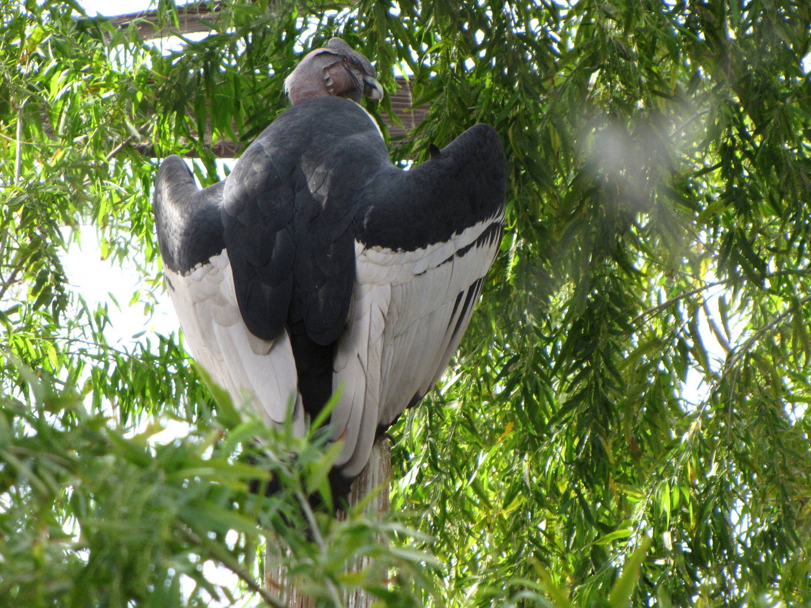 Andean Condor - Arizona Trail