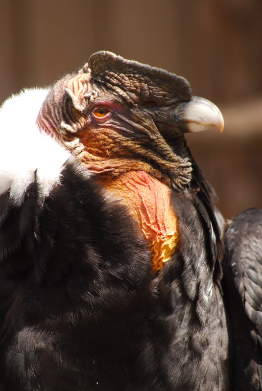 Andean condor at Adlerwarte Berlebeck