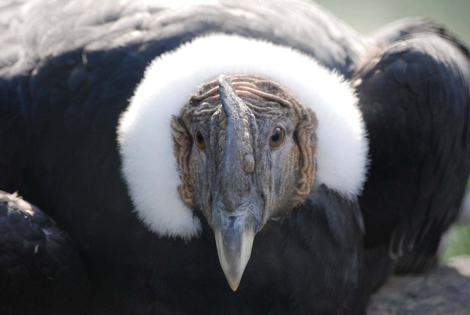 Andean Condor at Pairi Daiza, 31/08/14