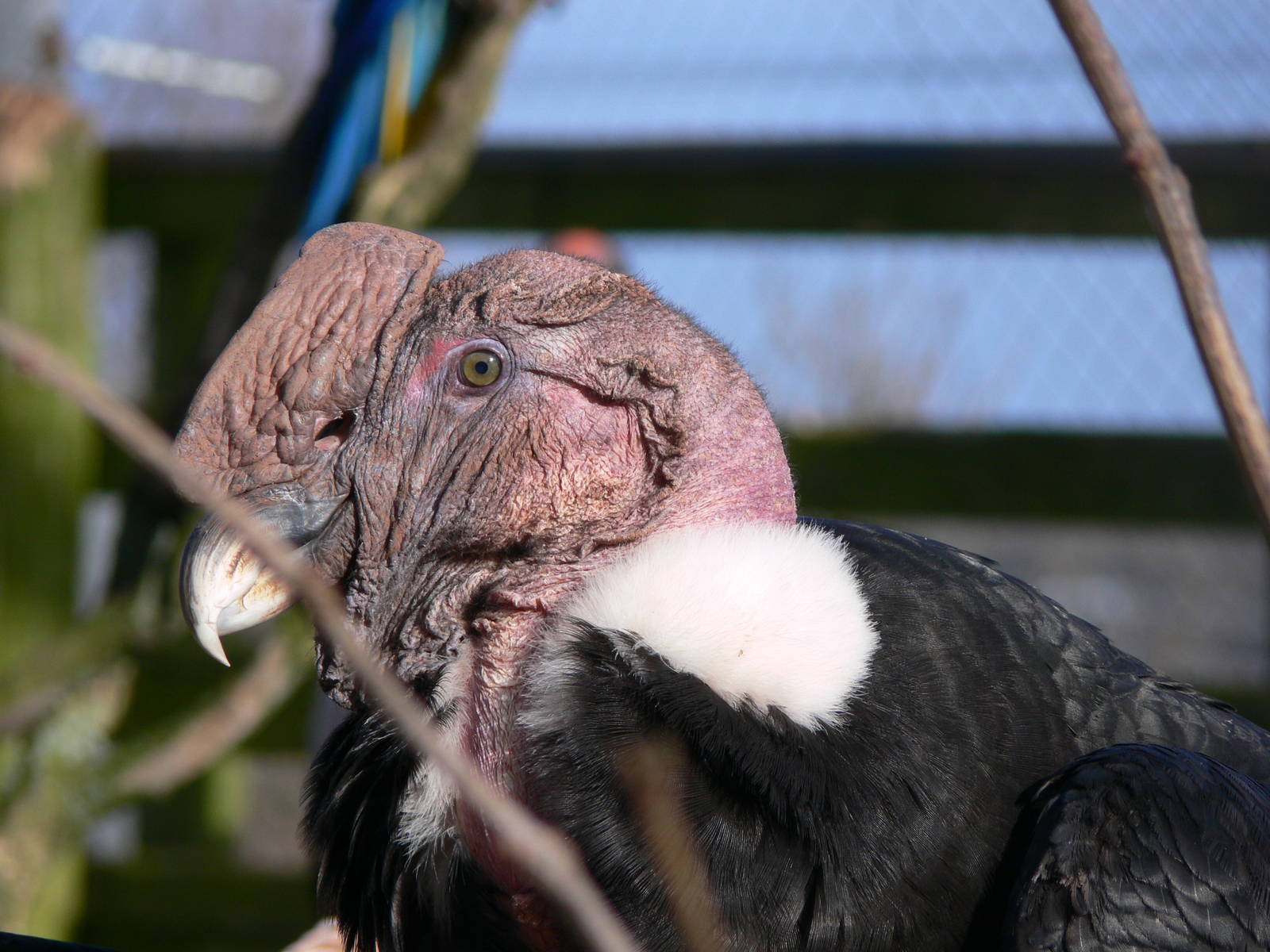Andean Condor at South Lakes, 16/02/14