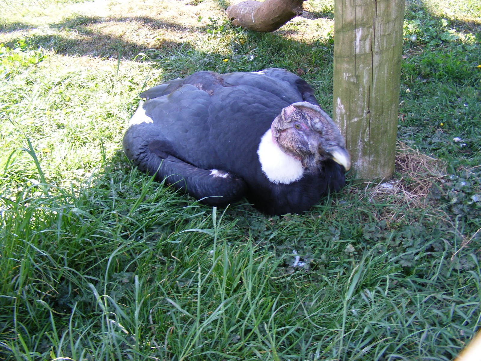 Andean condor at South Lakes Wild Animal Park, 23 May 2010