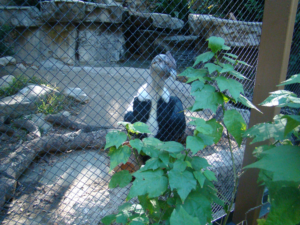 Andean Condor at the Los Angeles Zoo