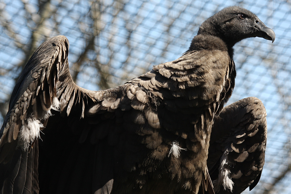 Andean Condor at Welsh Mountain Zoo
