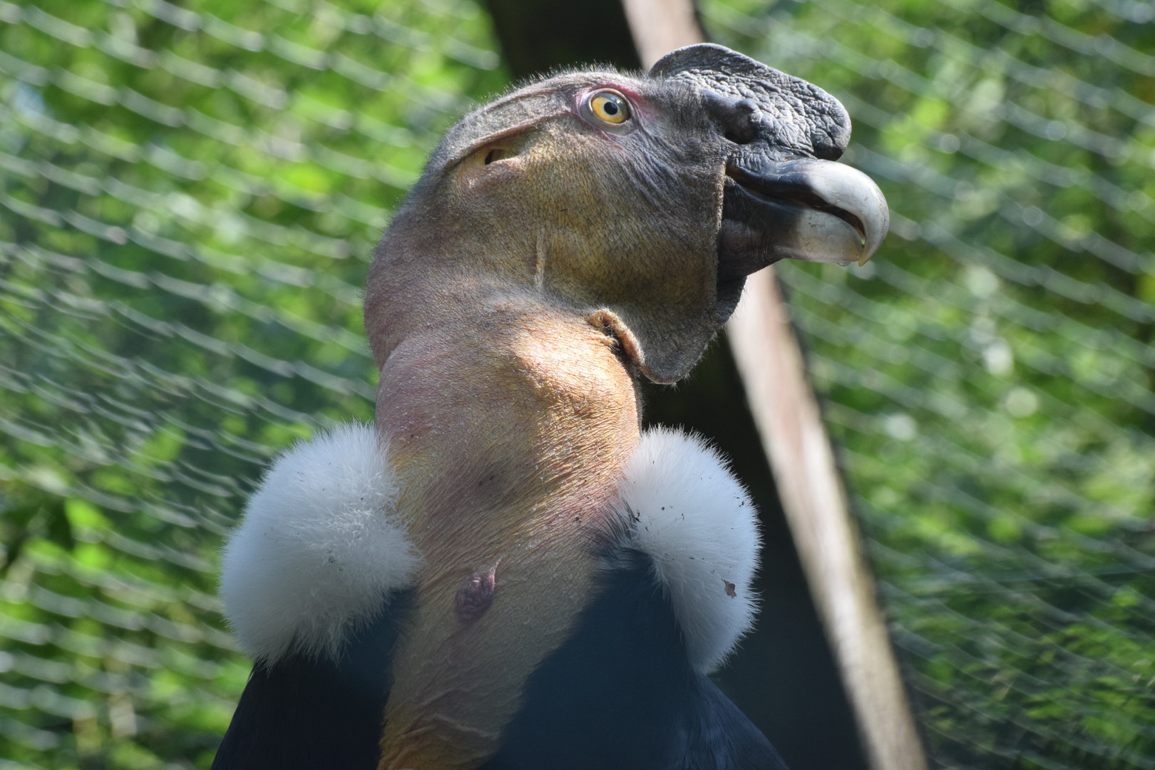 Andean condor - August 2023