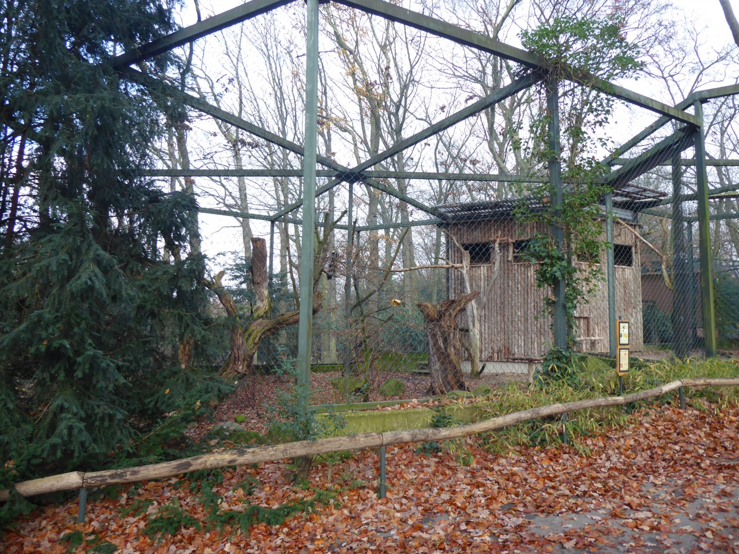 Andean condor aviary 021219