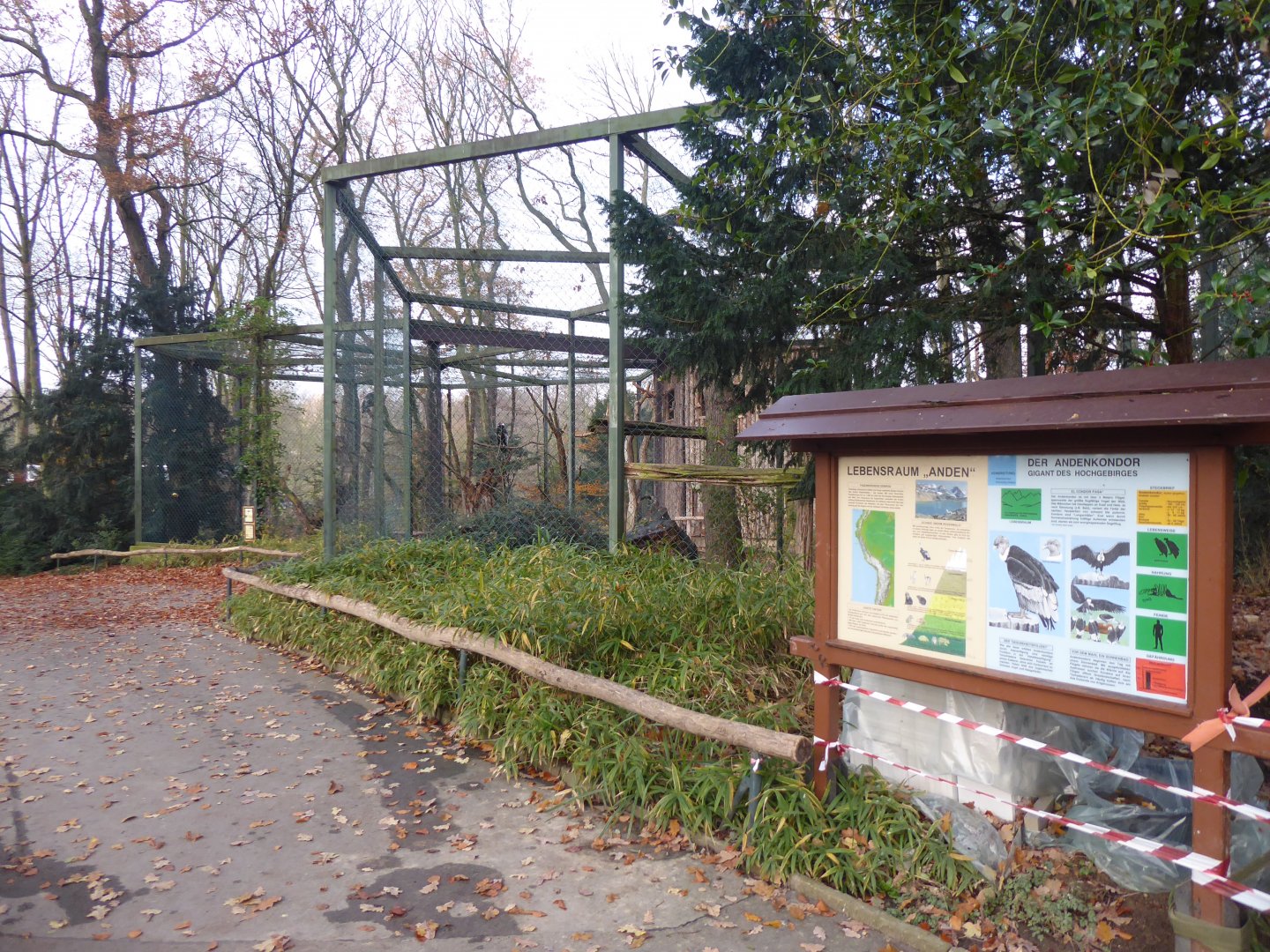 Andean condor aviary 021219