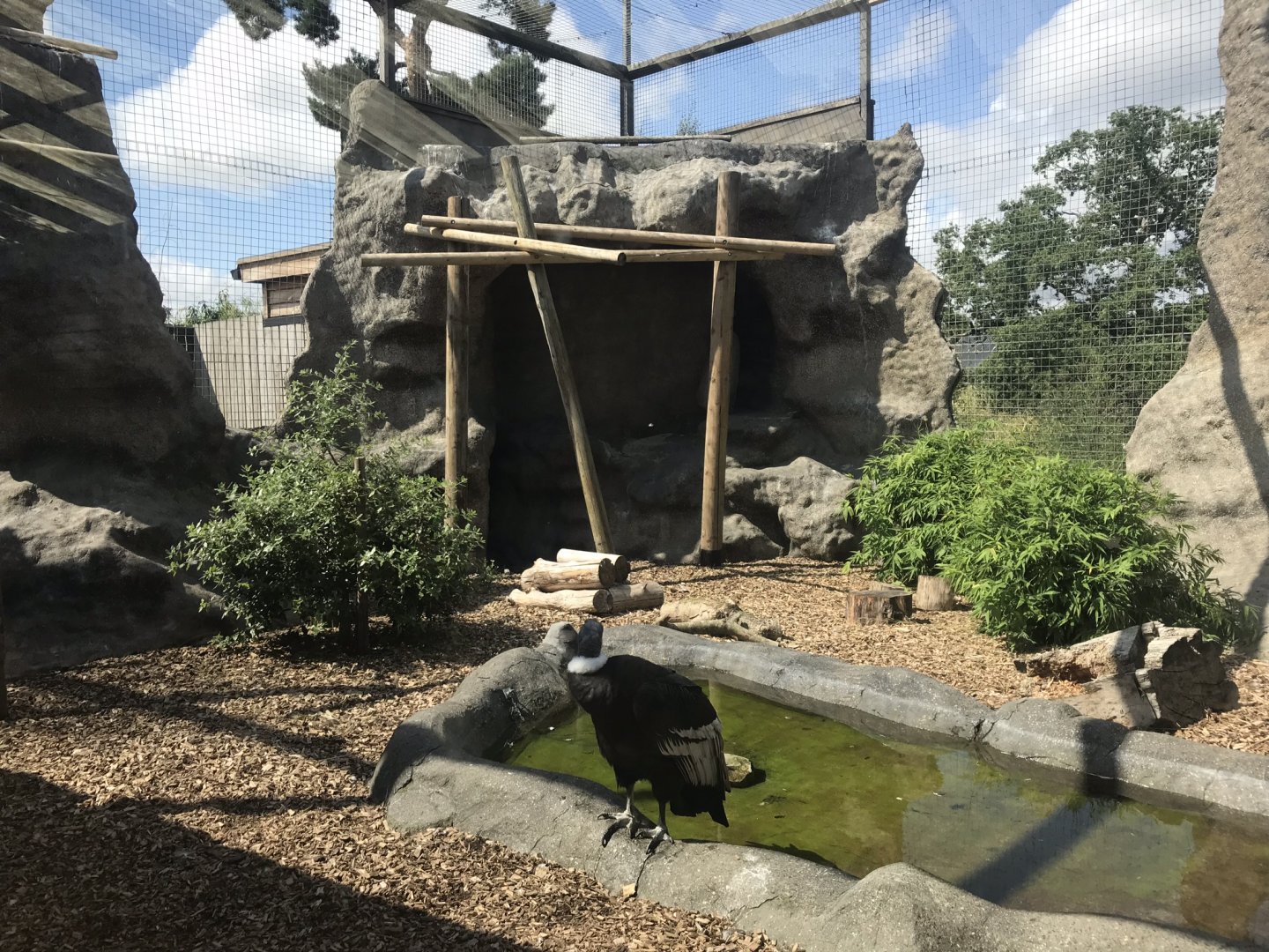 Andean condor aviary 050819