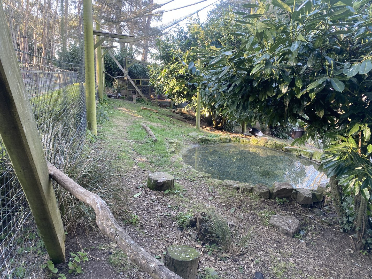 Andean condor aviary 190325