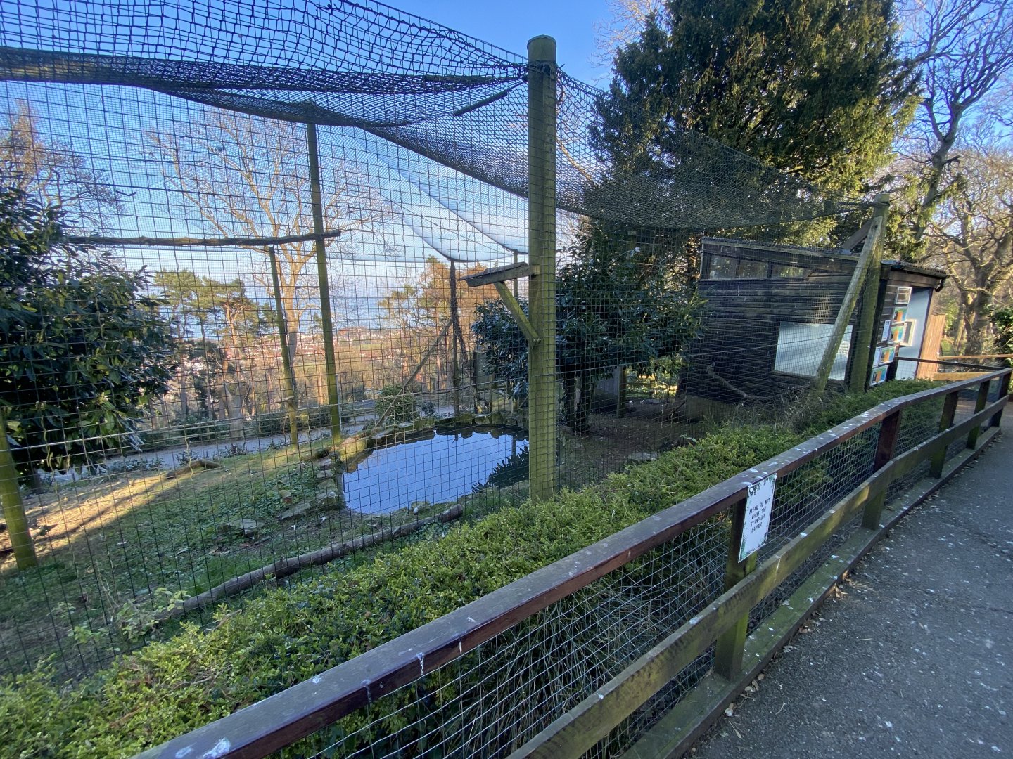 Andean condor aviary 190325