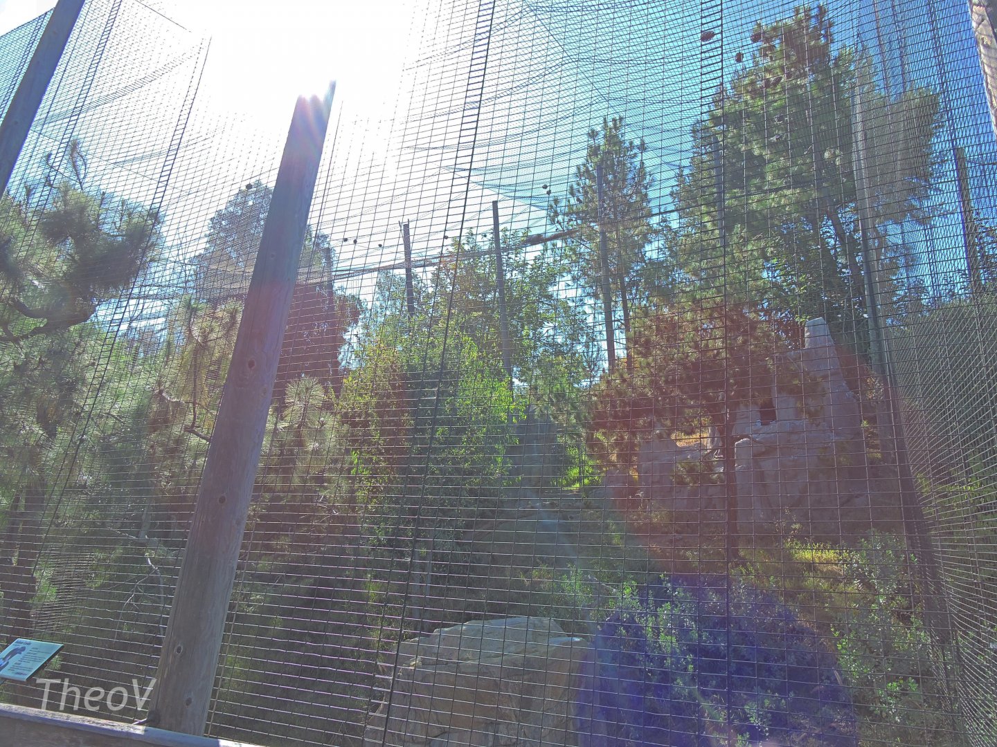 Andean condor aviary [2015]