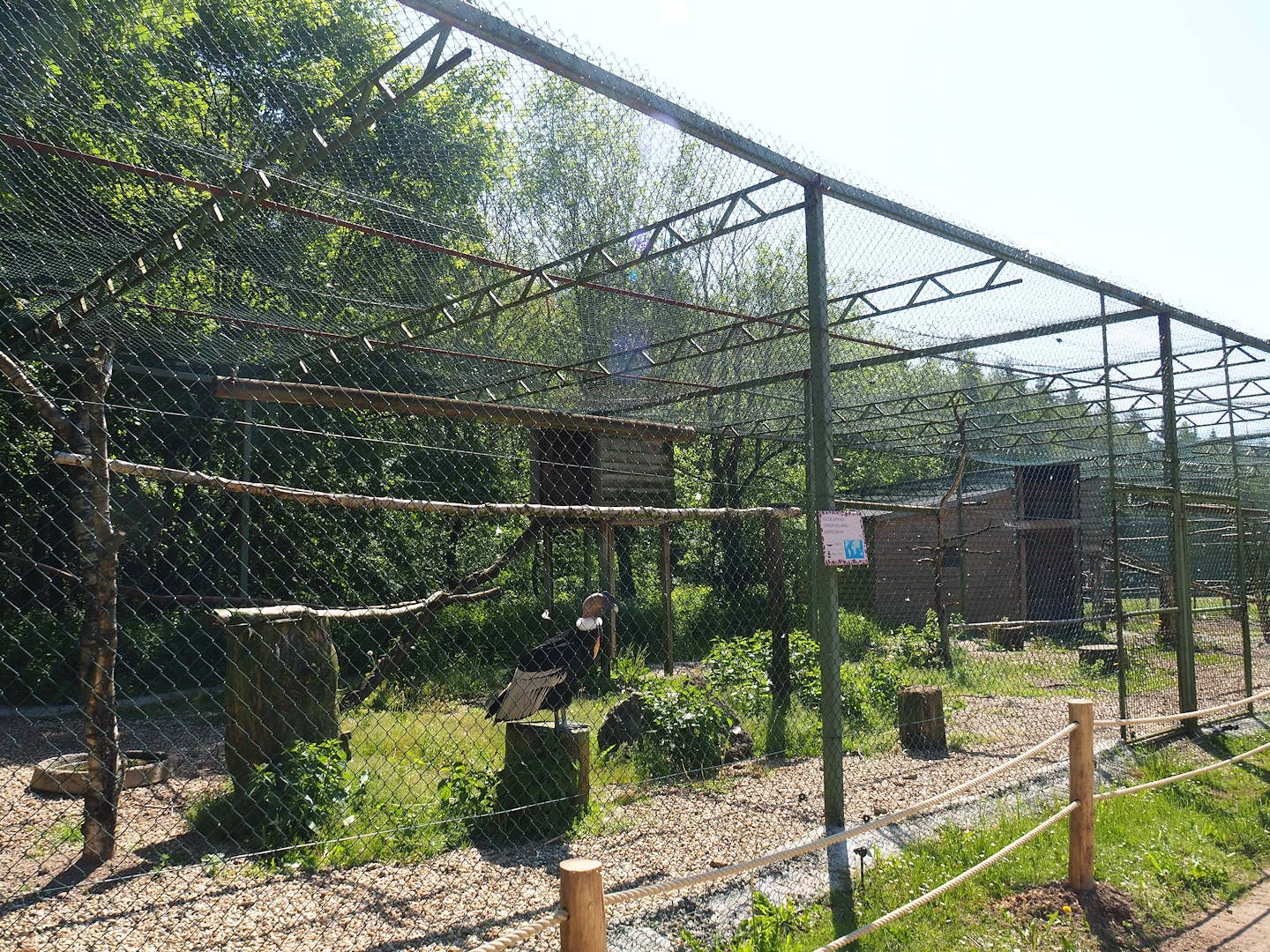 Andean condor aviary, 2023-05-19