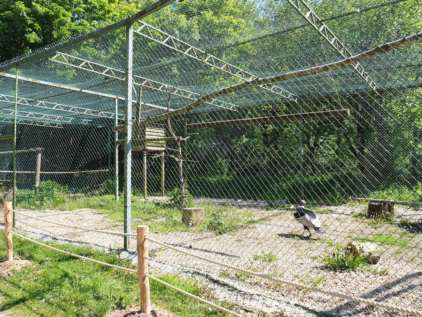 Andean condor aviary, 2023-05-19