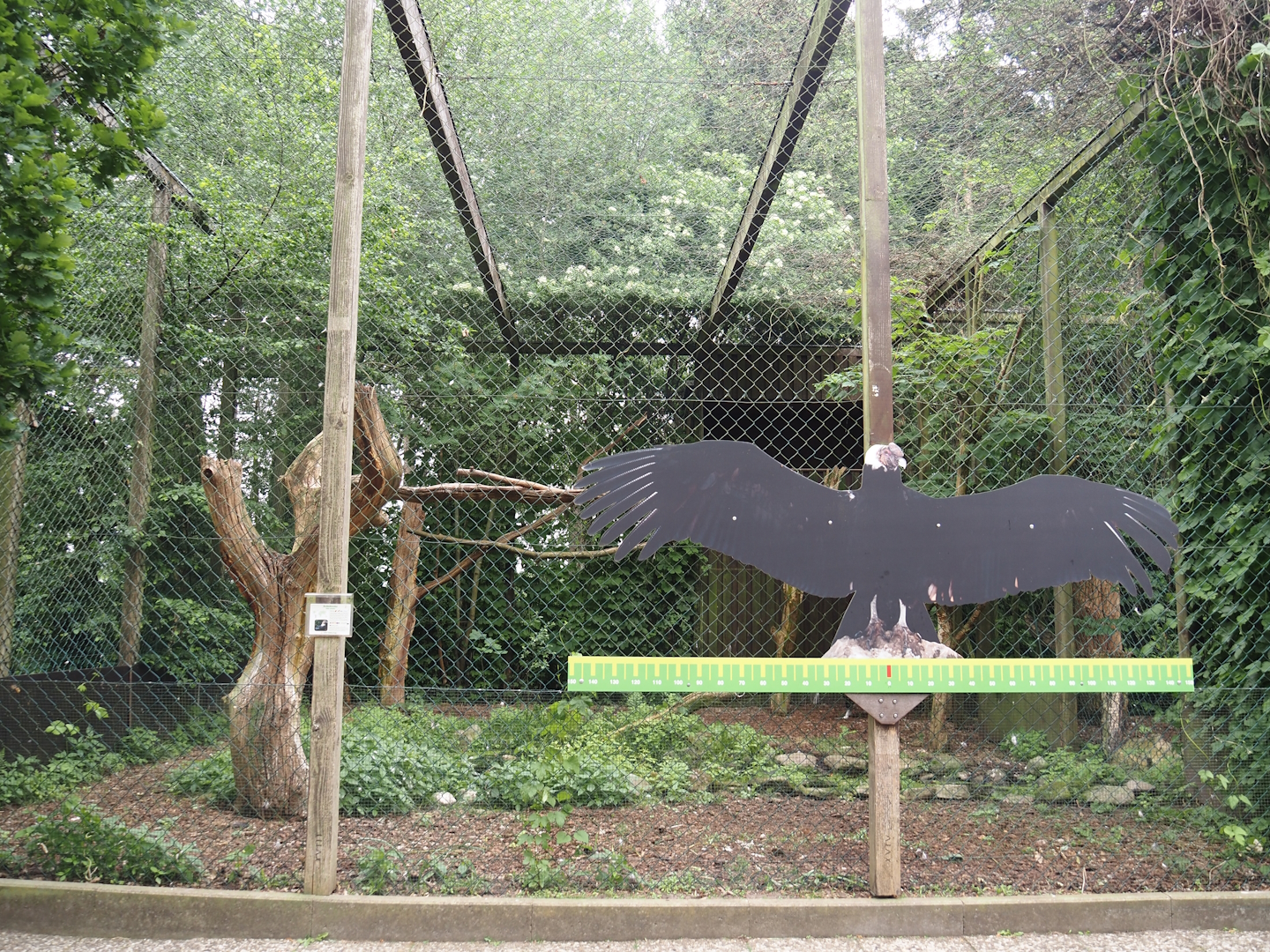 Andean condor aviary, 2024-05-21