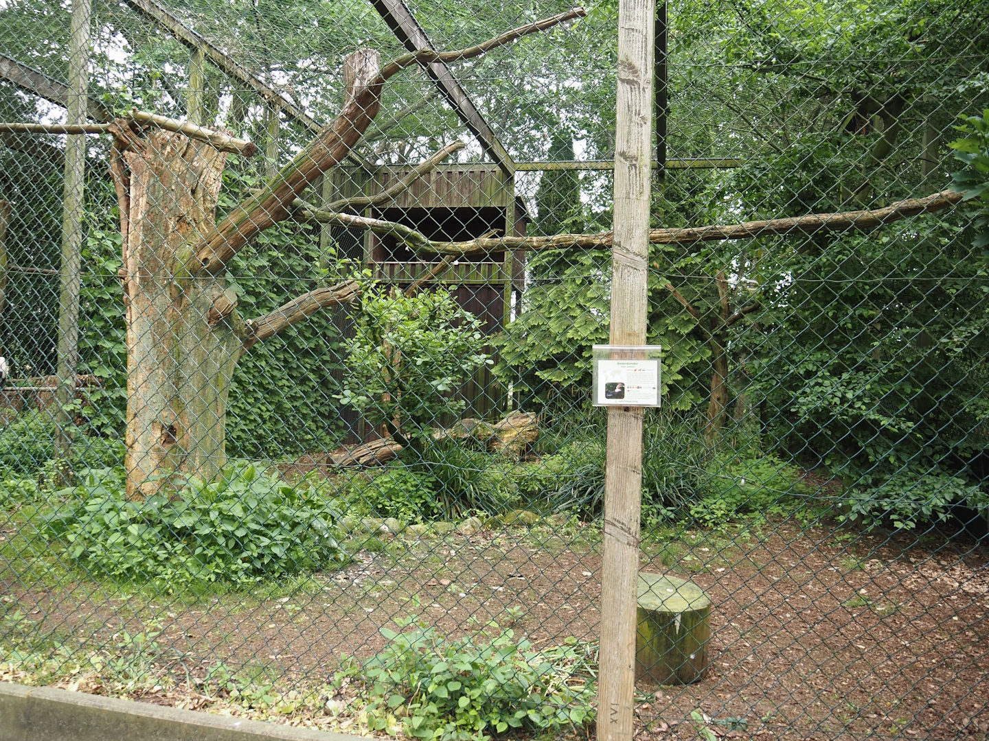 Andean condor aviary, 2024-05-21