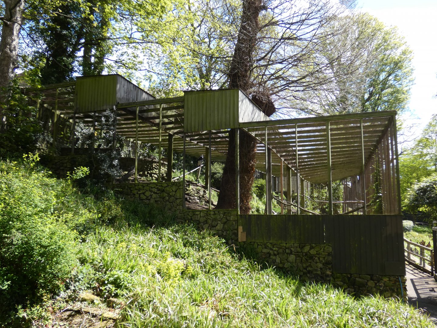 Andean condor aviary side-view