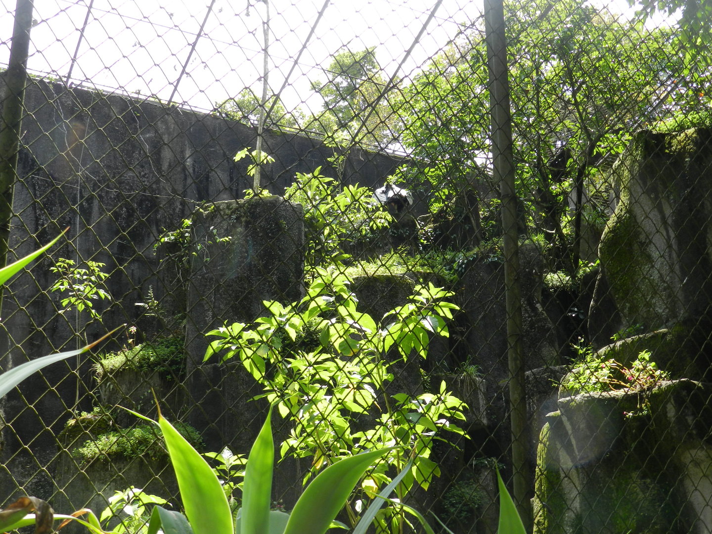 Andean condor aviary - Zoo São Paulo