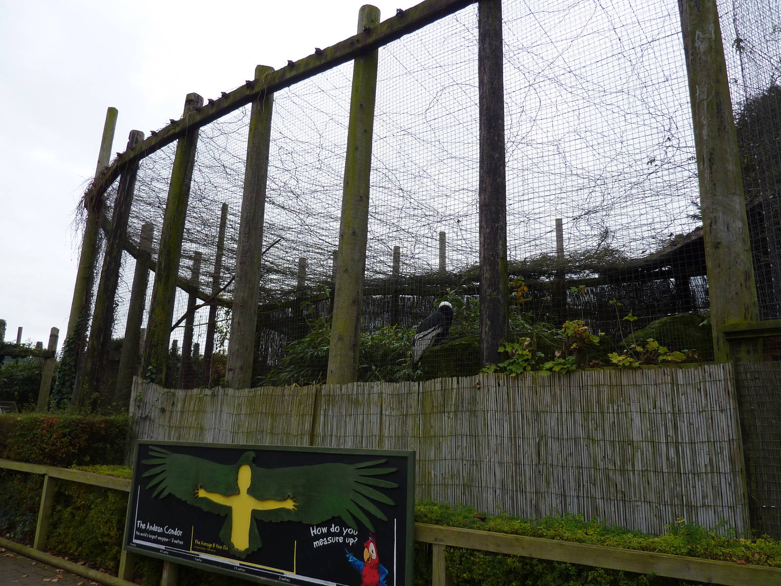 Andean condor aviary