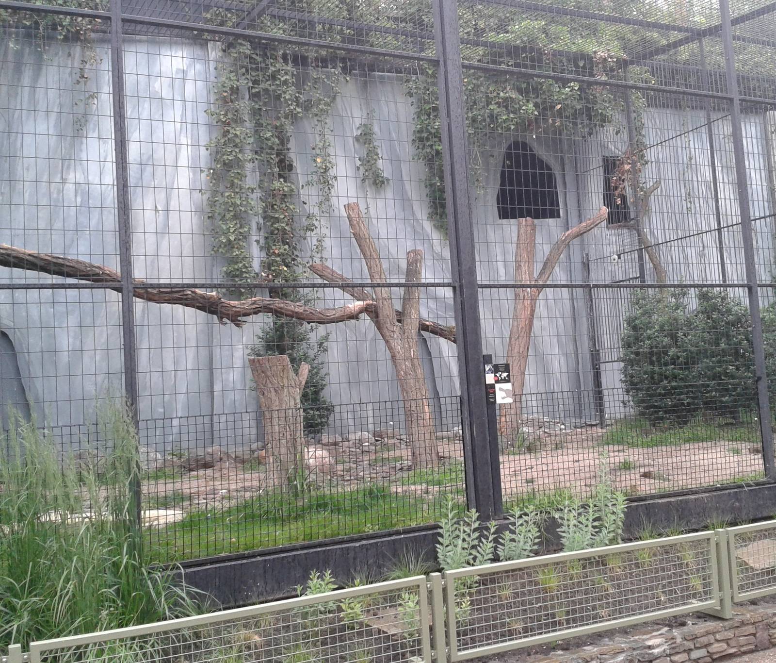 Andean condor aviary