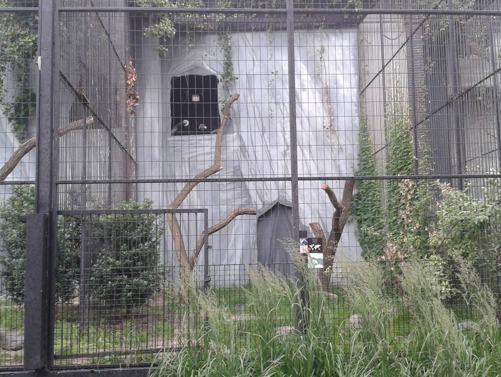 Andean condor aviary