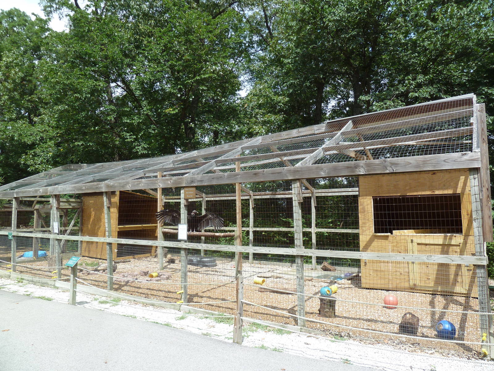 Andean Condor Aviary