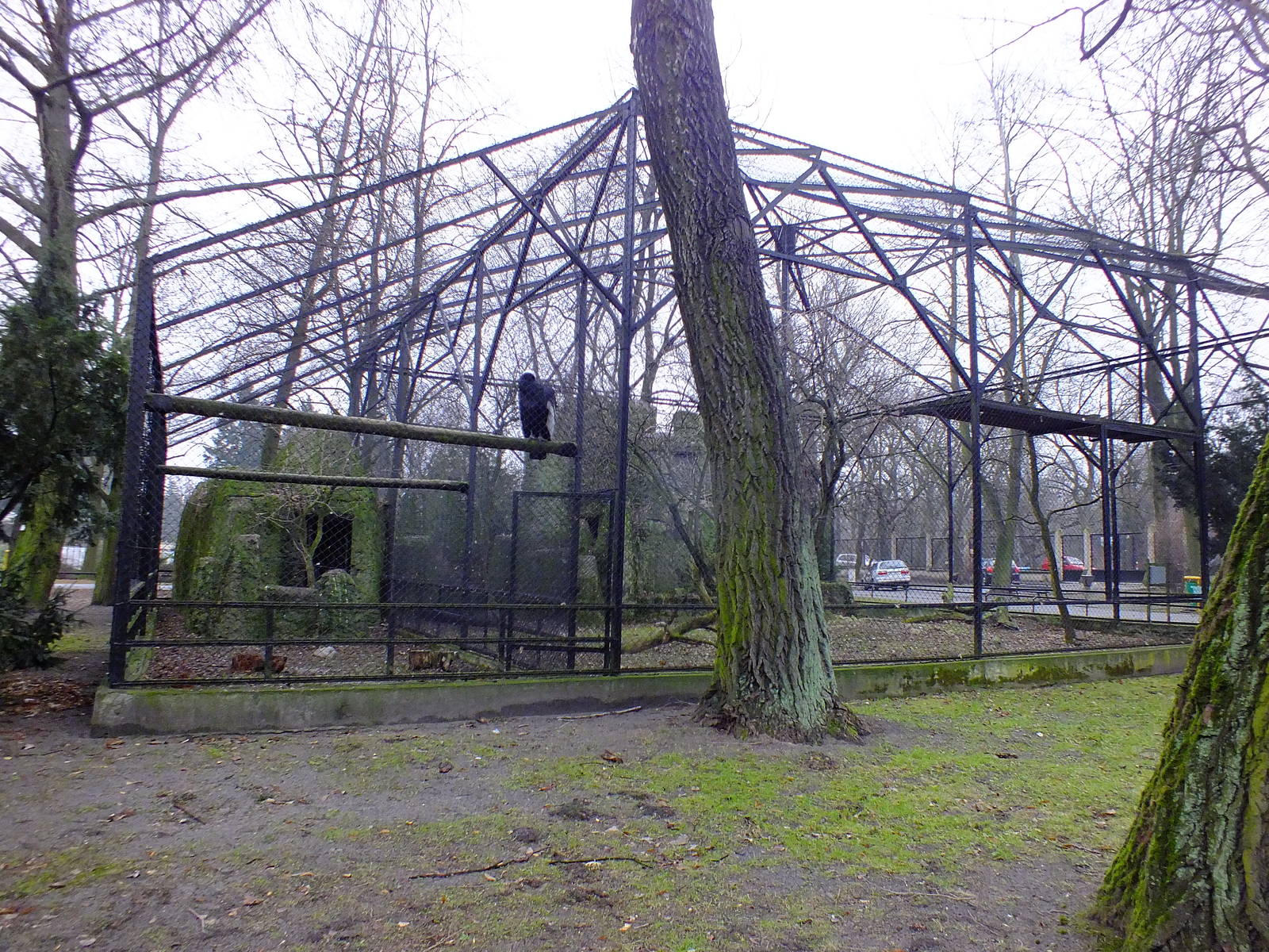 Andean Condor Aviary