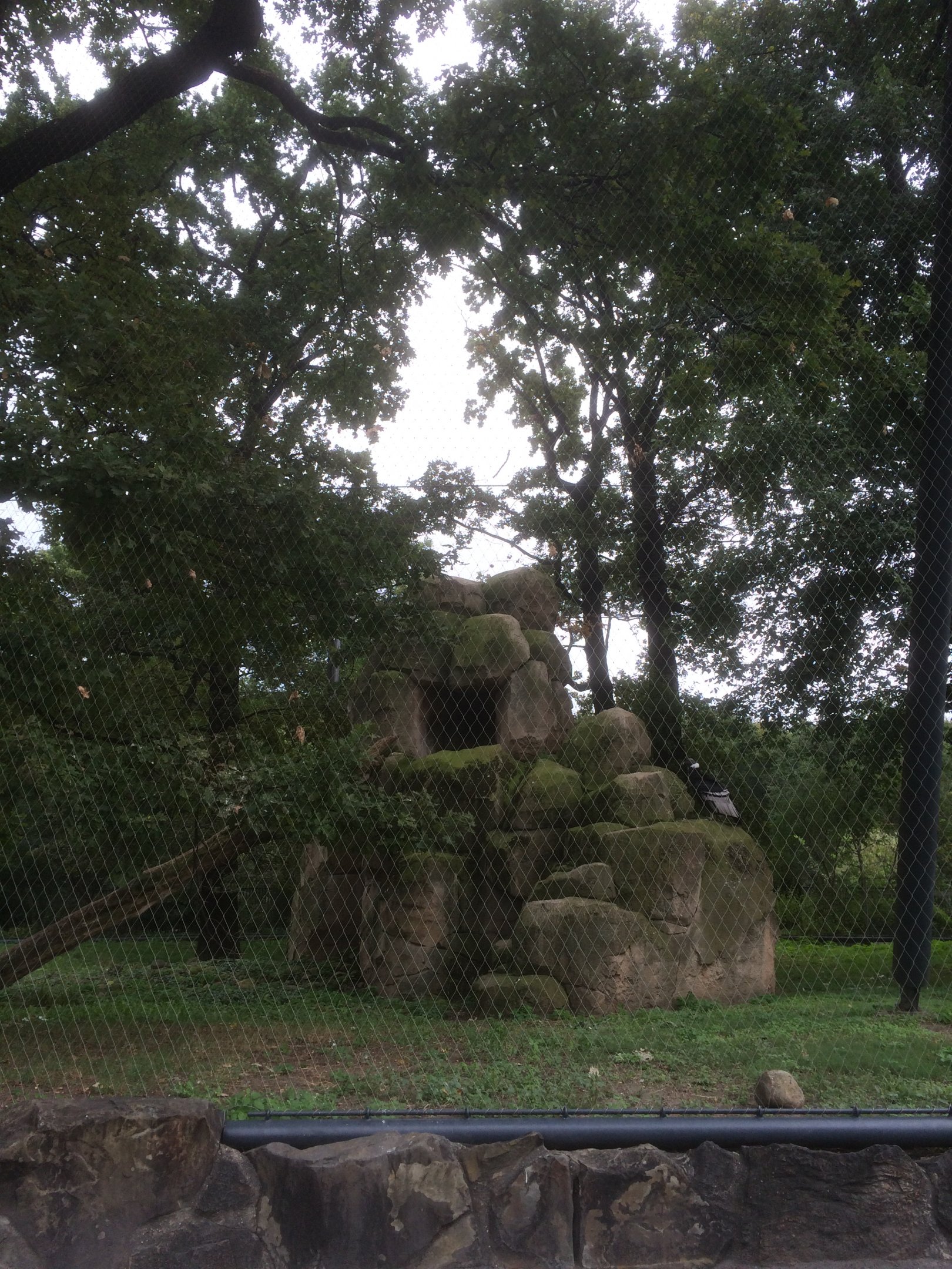 Andean condor aviary