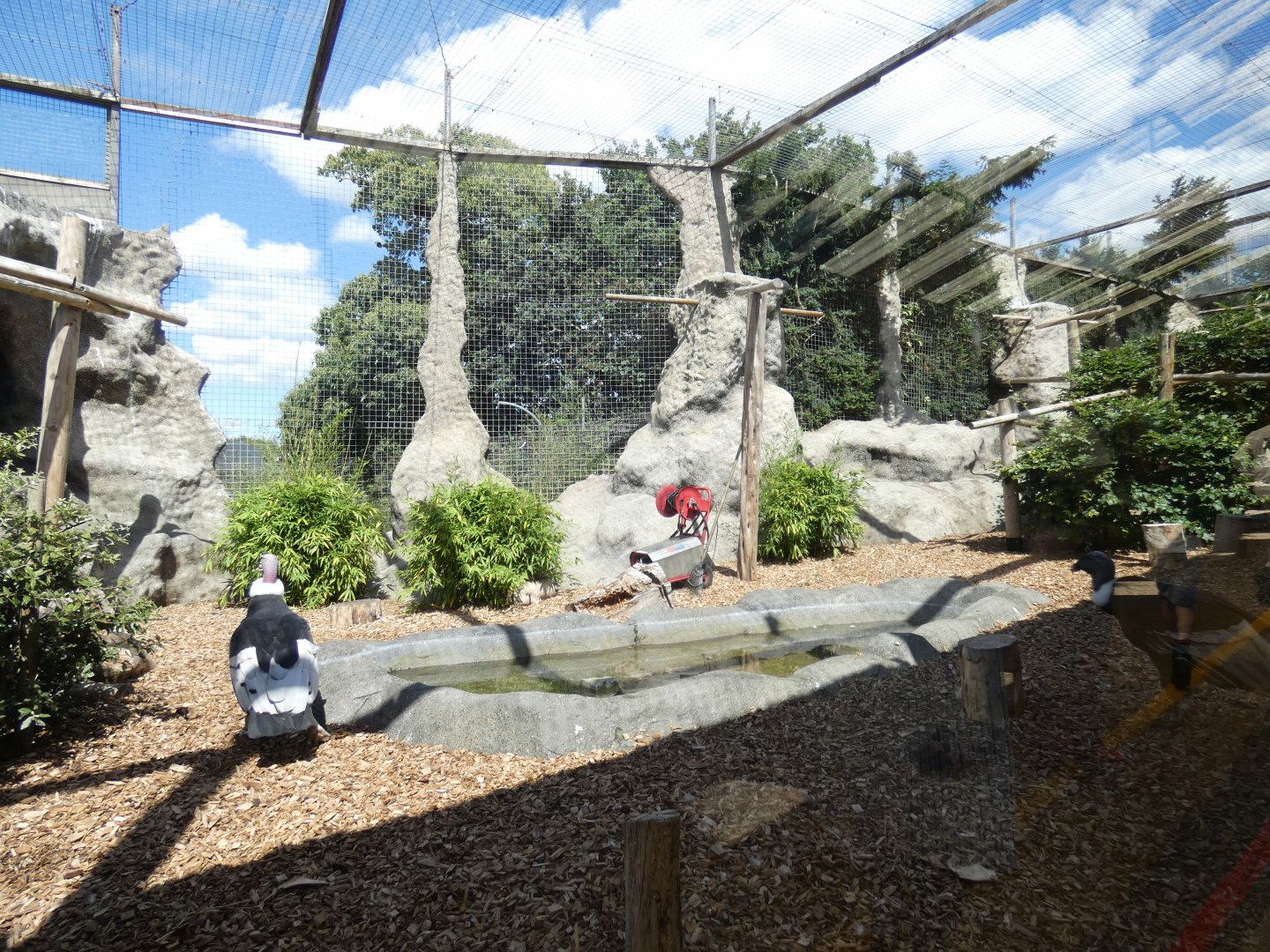 Andean Condor aviary